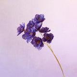 Sola Anemone Flower Royal Purple