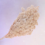 Ming Fern Nude