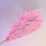 Ming Fern Dark Pink