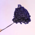 Annabelle Hydrangea Royal Purple
