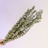 Dried Dollar Gum (Small)