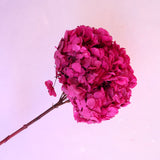 Hydrangea Bigleaf Fuchsia