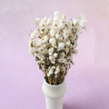 Rhodanthe Paper Daisy (clearance)