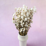 Rhodanthe Paper Daisy (clearance)