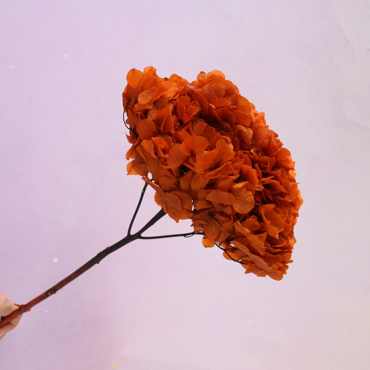 Hydrangea Bigleaf Burnt Orange