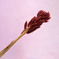 Bunny Tails Dark Maroon