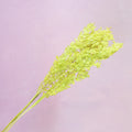 Italian Ruscus Lime Green