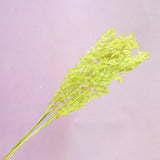 Italian Ruscus Lime Green