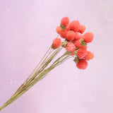 Globe Amaranth Pink