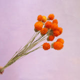 Globe Amaranth Orange