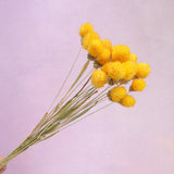 Globe Amaranth Yellow