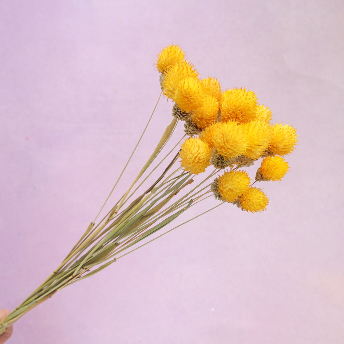 Globe Amaranth Yellow