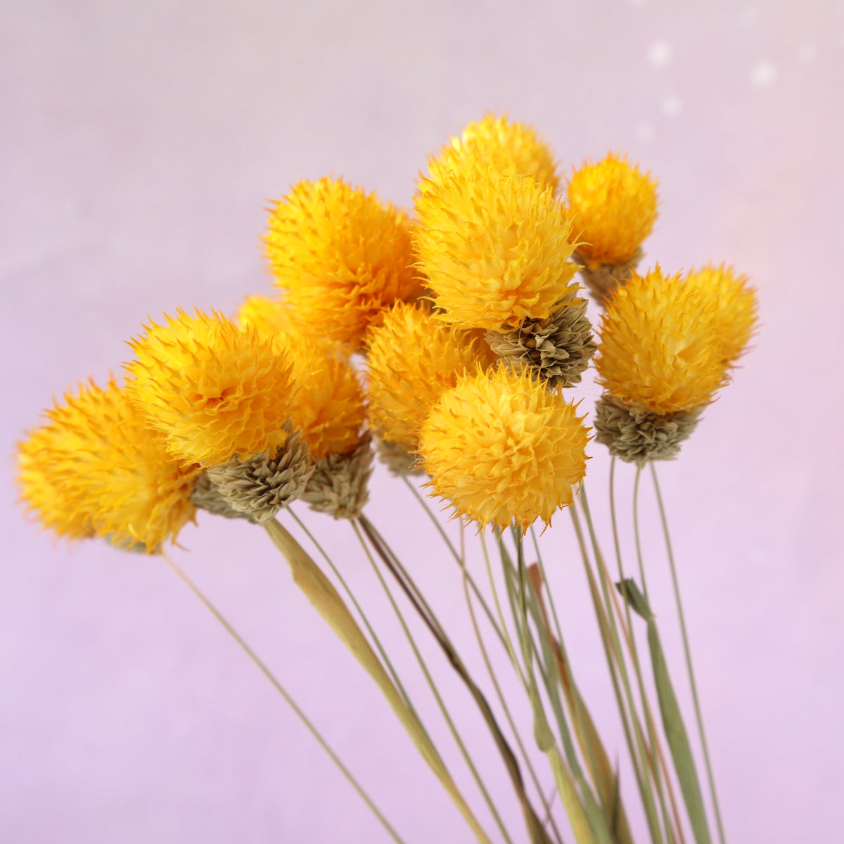 Globe Amaranth Yellow