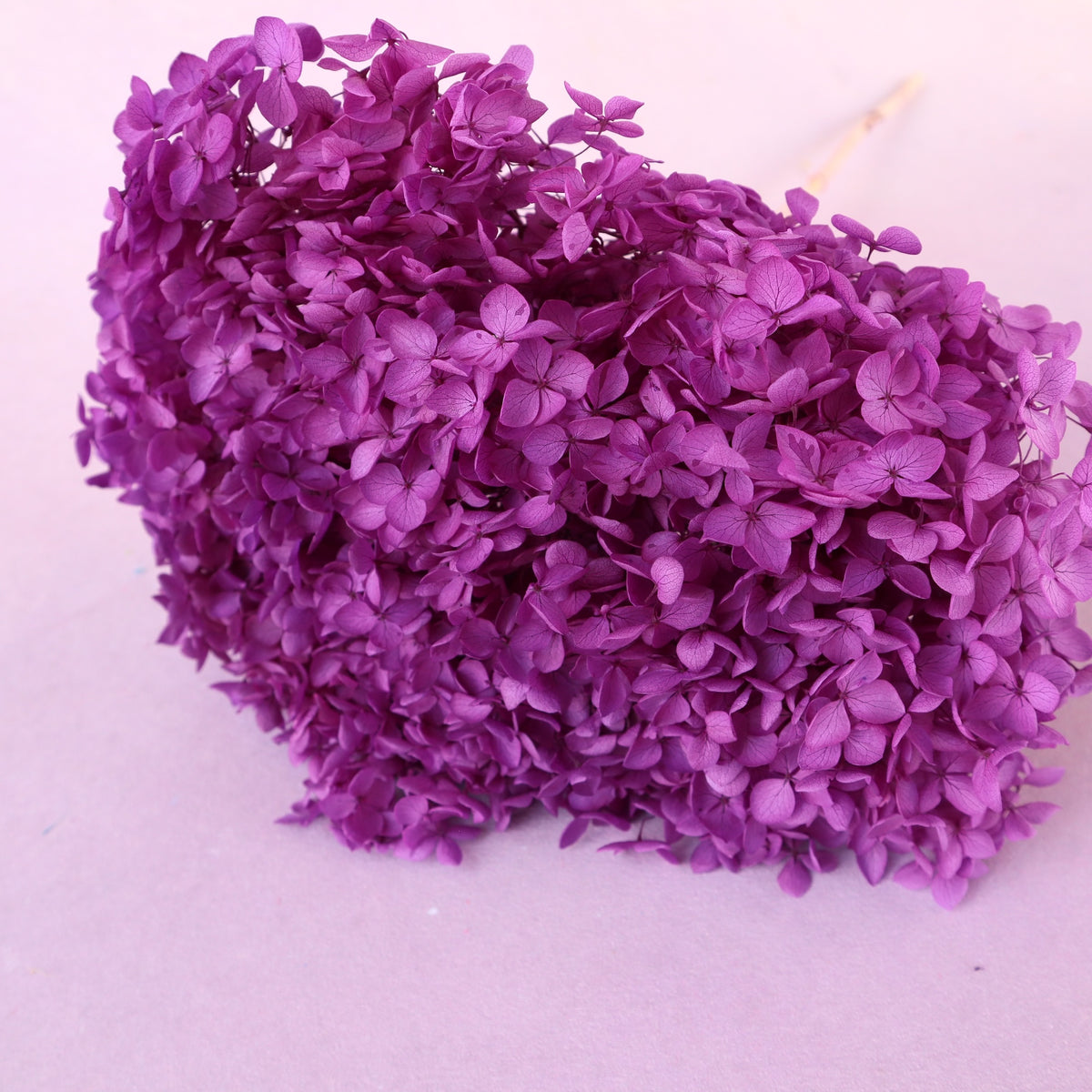 Annabelle Hydrangea Amethyst