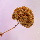 Hydrangea Bigleaf Antique Gold