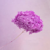 Annabelle Hydrangea Neon Purple