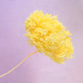 Annabelle Hydrangea Yellow