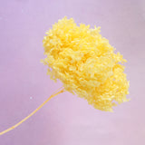 Annabelle Hydrangea Yellow