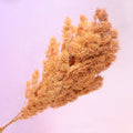 Ming Fern Caramel