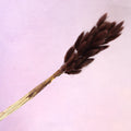 Bunny Tails Mahogany Brown