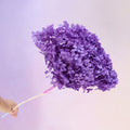 Annabelle  Hydrangea Orchid Purple