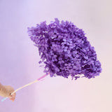 Annabelle  Hydrangea Orchid Purple