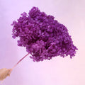 Annabelle Hydrangea Amethyst