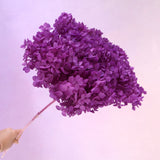 Annabelle Hydrangea Amethyst