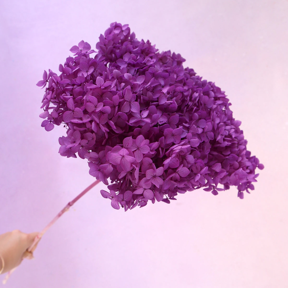 Annabelle Hydrangea Amethyst
