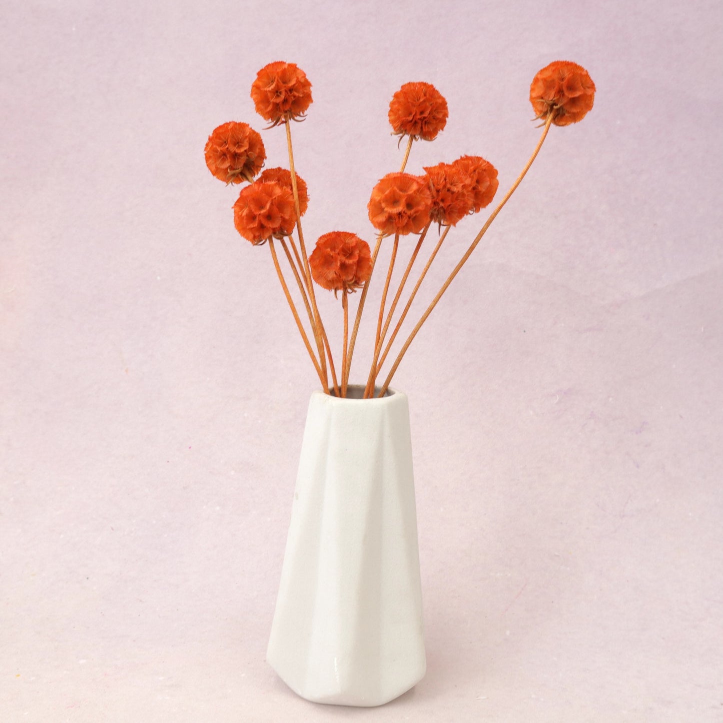 Scabiosa Electric Orange
