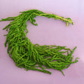 Amaranthus Fern Green