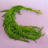 Amaranthus Fern Green
