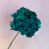 Hydrangea Bigleaf Peacock Blue