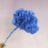 Hydrangea Bigleaf Sea Blue