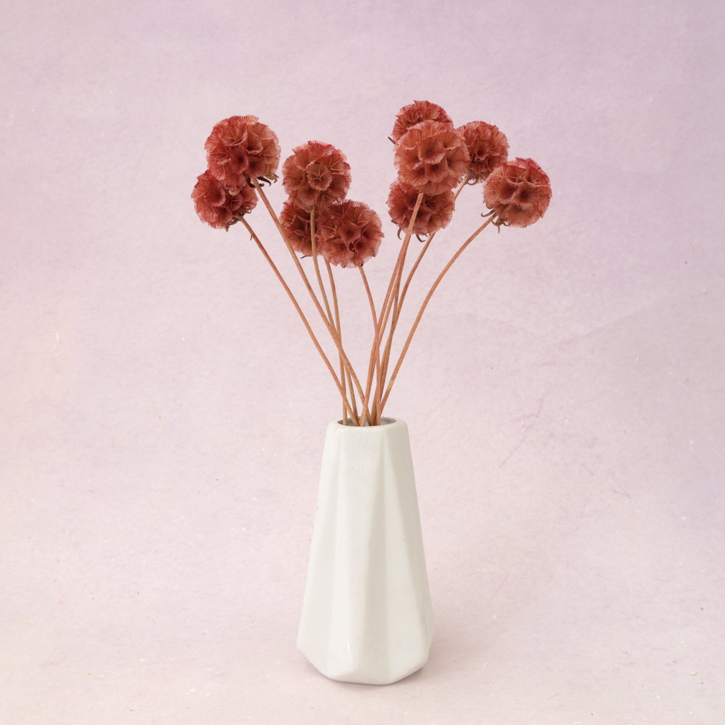 Scabiosa Vintage Red