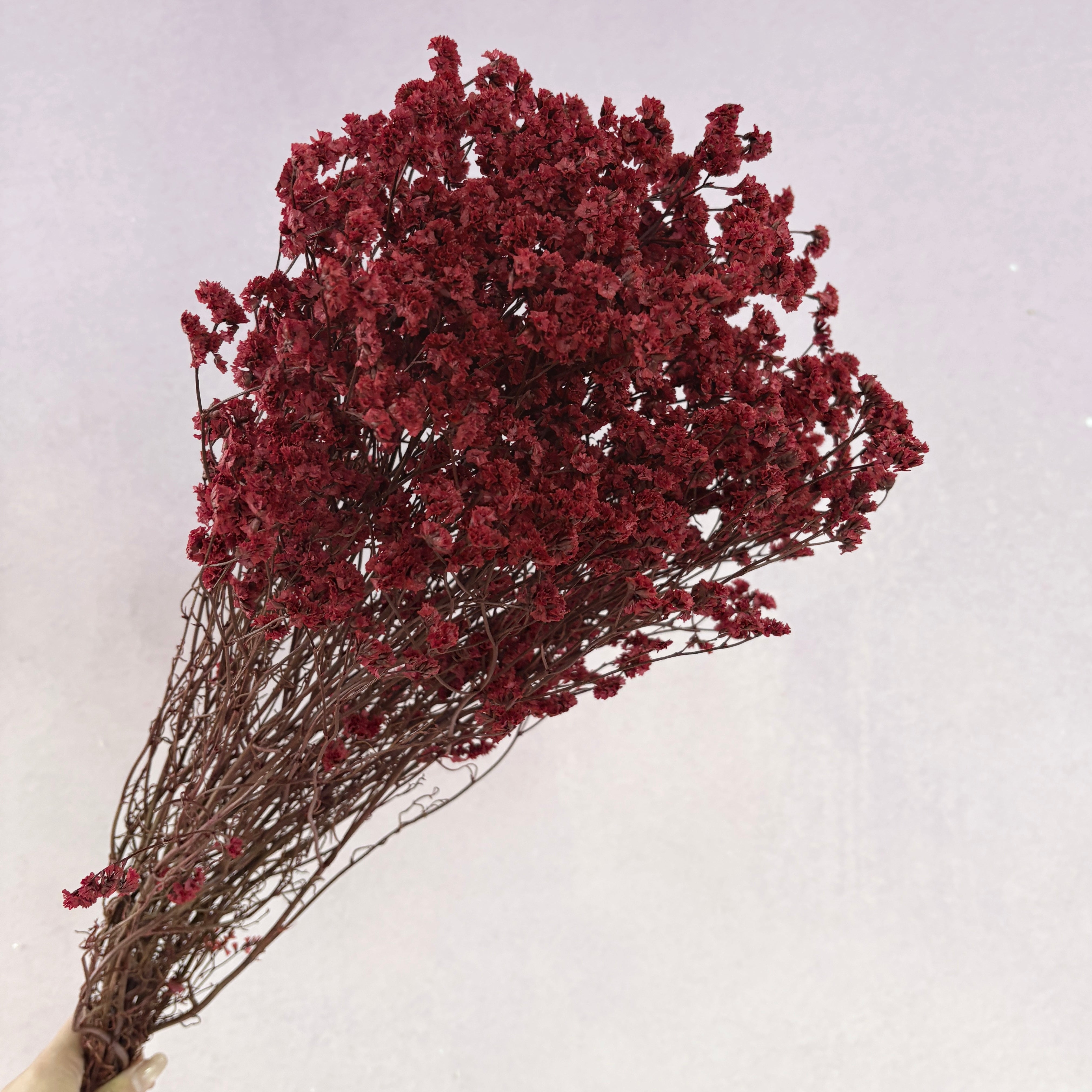 Statice Limonium Sinuatum Dark Red – Floral Forest Wholesale