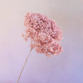 Annabelle Hydrangea Crepe Pink