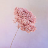 Annabelle Hydrangea Crepe Pink