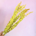Dollar Gum Mustard Yellow