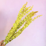 Dollar Gum Mustard Yellow
