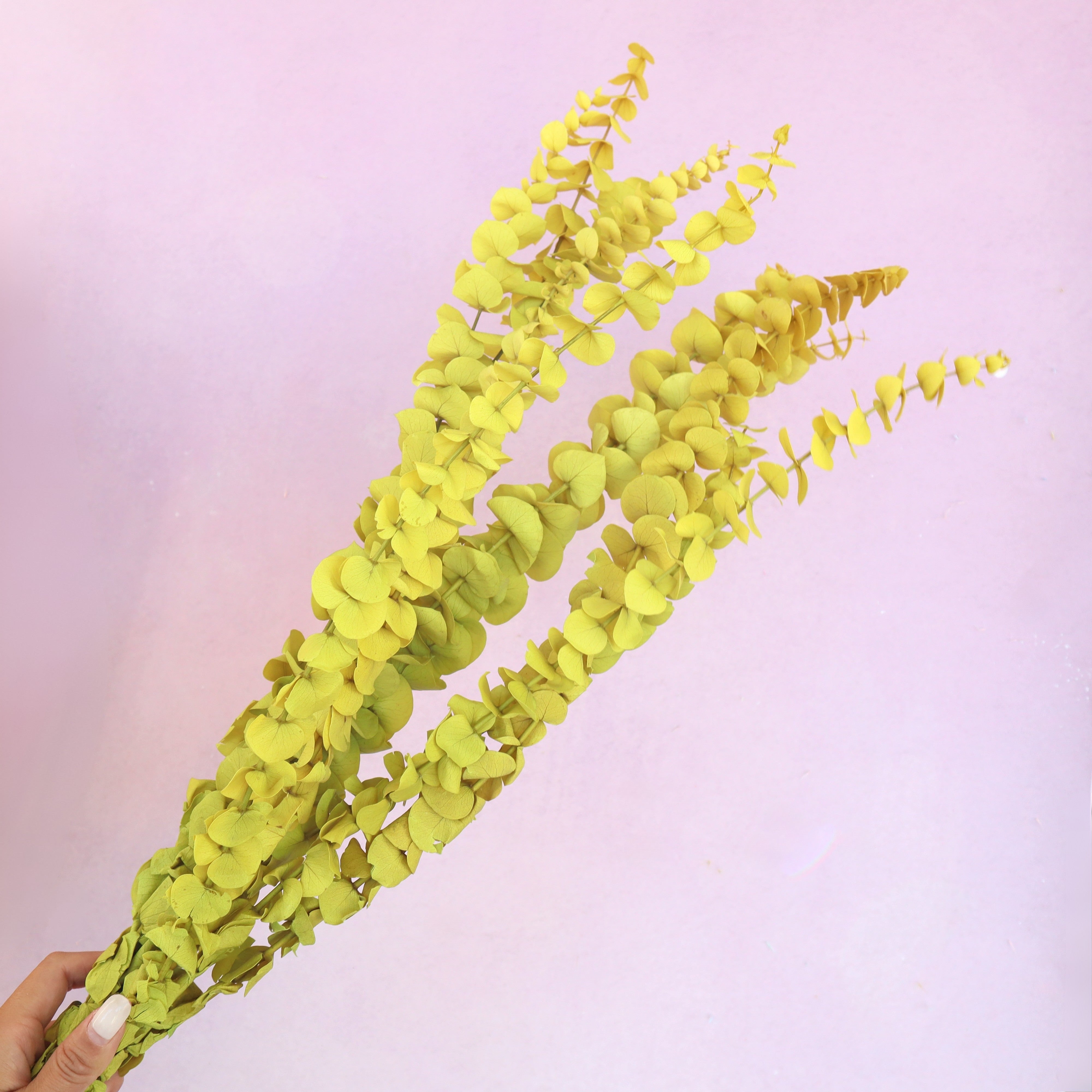 Dollar Gum Mustard Yellow