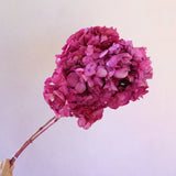 Hydrangea Bigleaf Ombré Rose Pink