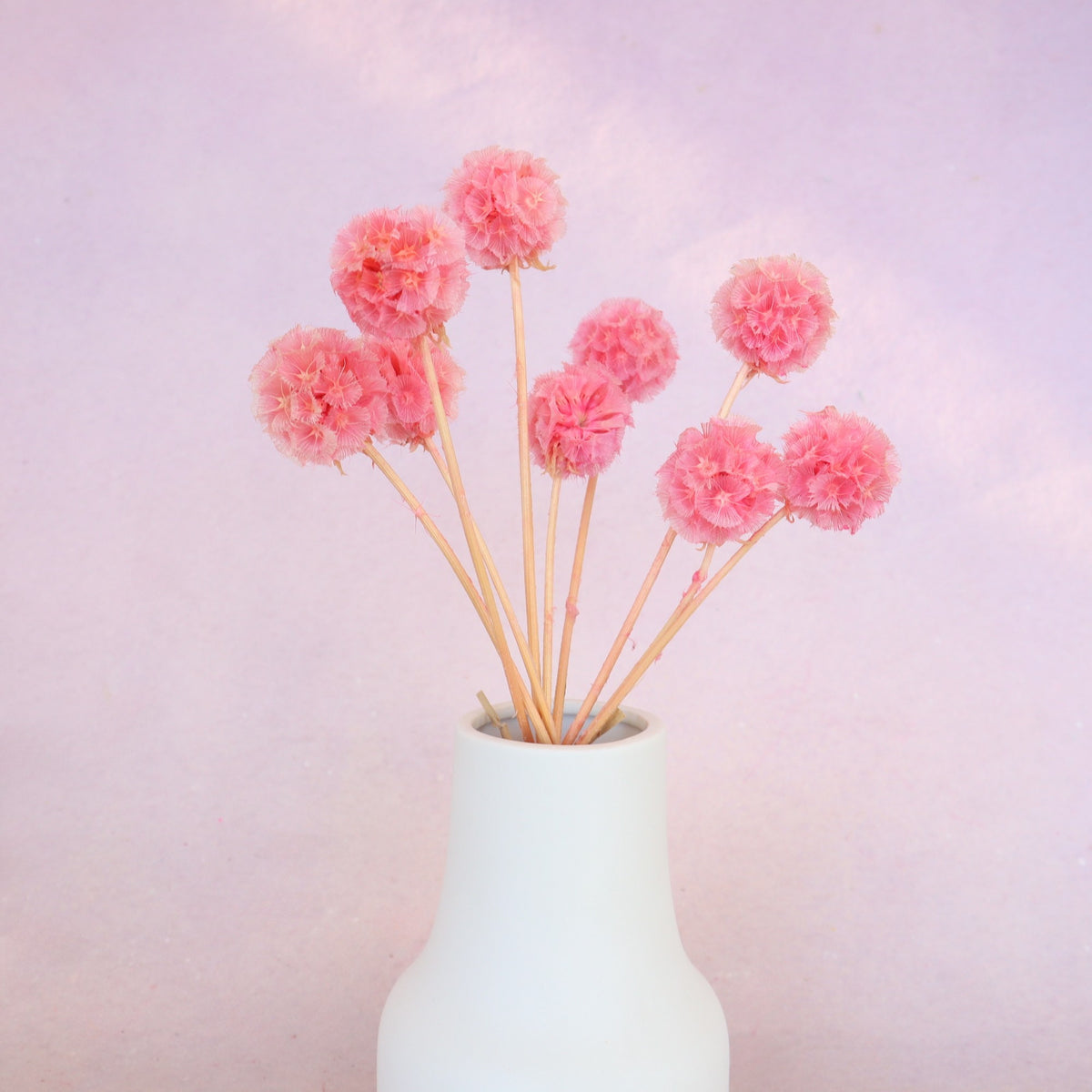 Scabiosa Rose Pink