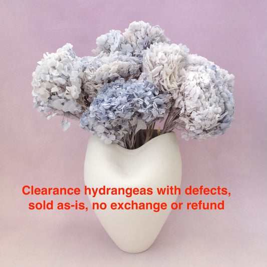 Hydrangea Bigleaf Grey Blue (clearance)