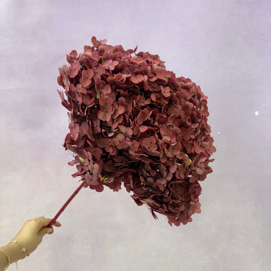 Annabelle Hydrangea Vintage Maroon