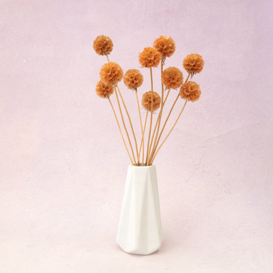 Scabiosa Burnt Orange