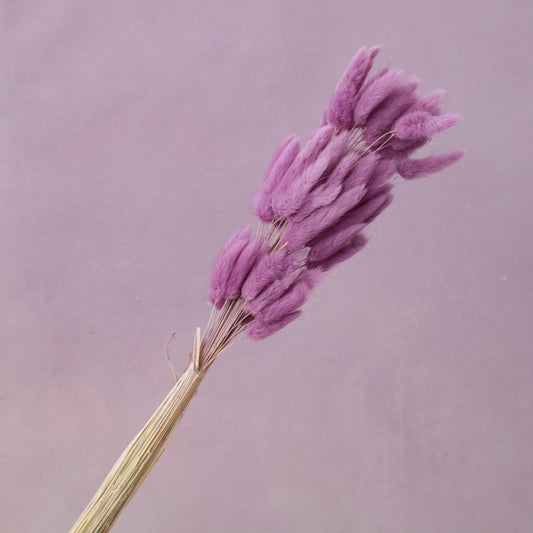 Bunny Tails Orchid Purple
