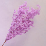Ming Fern Neon Purple