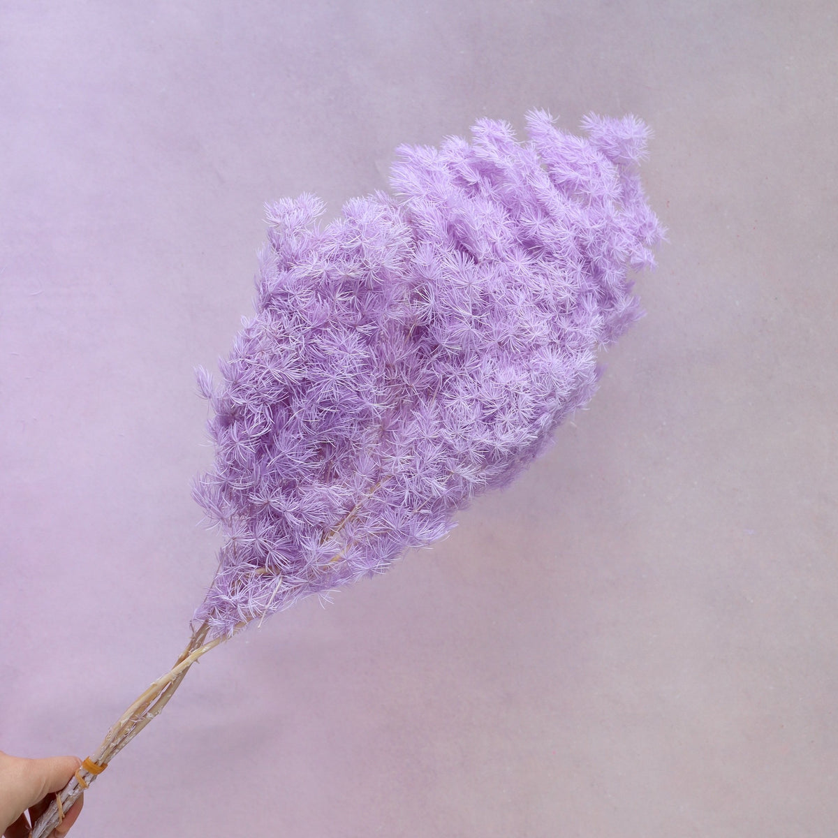 Ming Fern Lavender