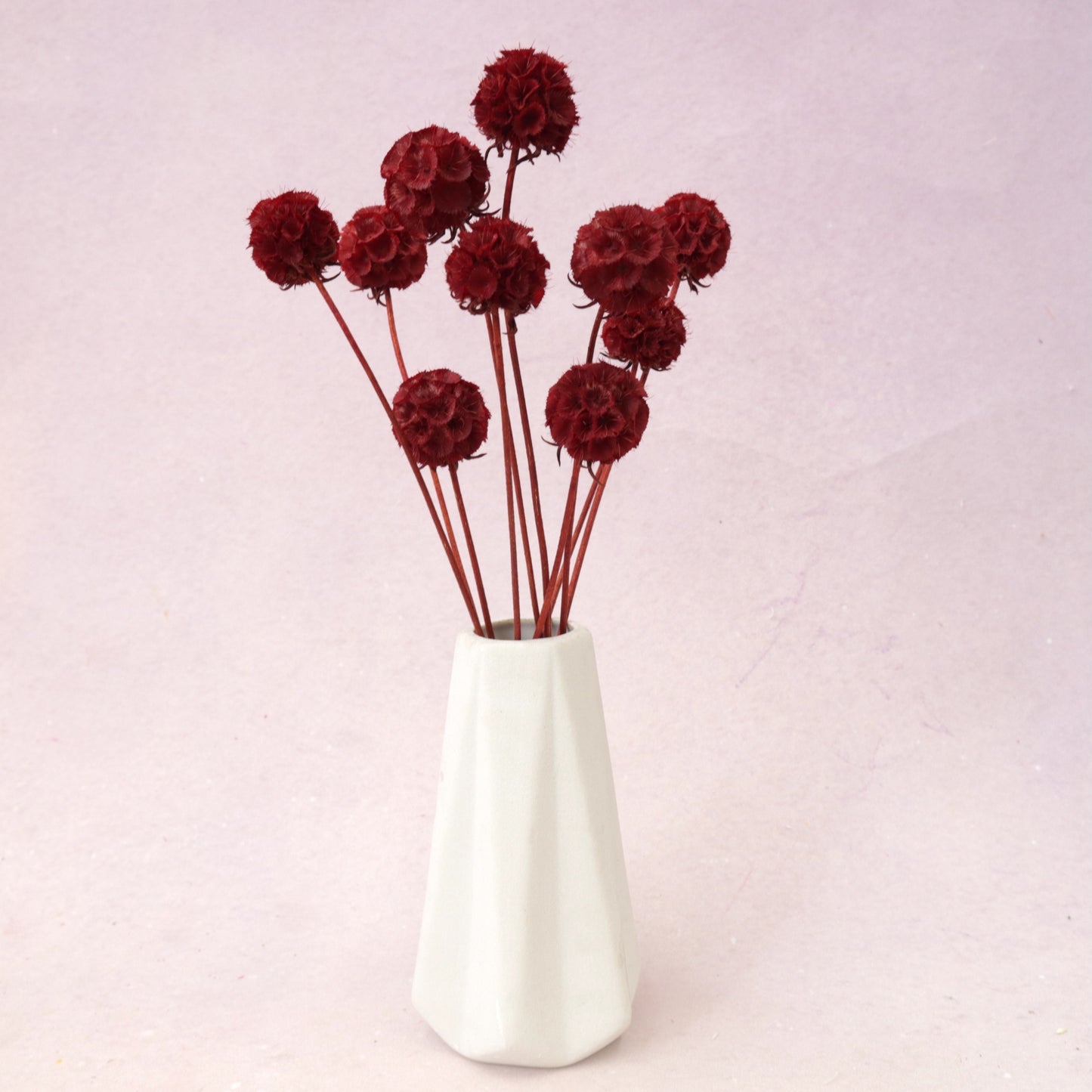 Scabiosa Wine Red